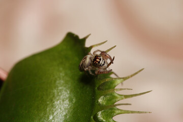 little jumping spider macro photo
