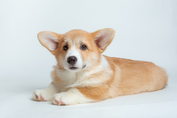 A happy Pembroke Welsh Corgi puppy looks at the camera. isolated on a white background
