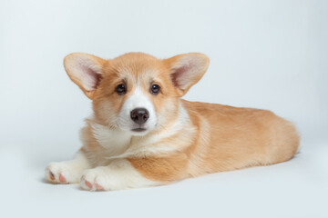 A happy Pembroke Welsh Corgi puppy looks at the camera. isolated on a white background