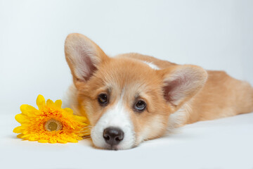 cute Pembroke Welsh corgi puppy with a flower lies isolated on a white background