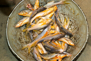 Orange Ramsos Fish - A Delicious Catfish in Bangladesh