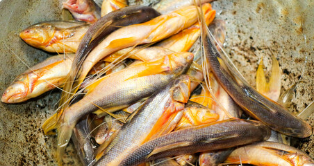 Orange Ramsos Fish - A Popular Delicious Catfish Caught in the Rivers of Bangladesh