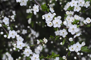 Blooming tree. White spring flowers of cherry plum on a dark background. Cherry blossoms are in full bloom. Spring blooming garden.