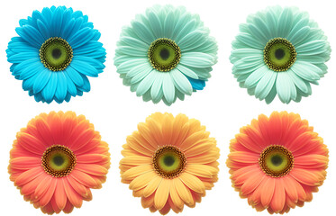Set of colorful gerbera flowers isolated png on white background. Generative Ai