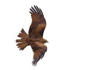 Birds of prey Black kite (Milvus migrans) flying on transparent background png file