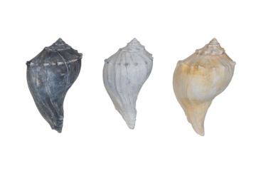 Three isolated conch shells set png no background