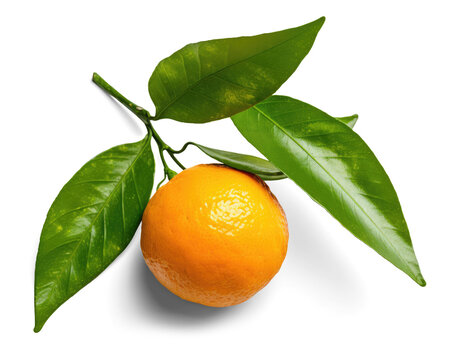 Tangerine with Leaves Transparent Background - Generative AI