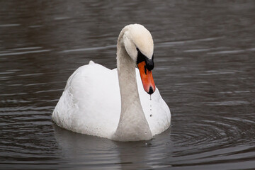 Obraz premium swan on the lake