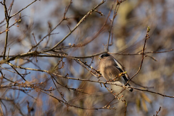 Fototapeta premium sparrow on branch