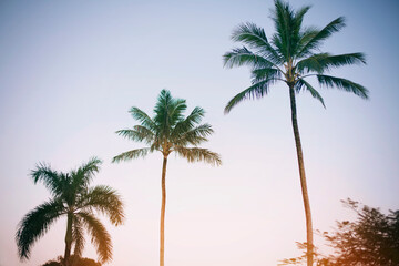 Fototapeta premium 3 palms