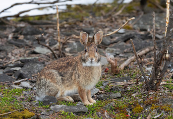 Eastern cottontail rabbit standing in a winter forest. © Jim Cumming