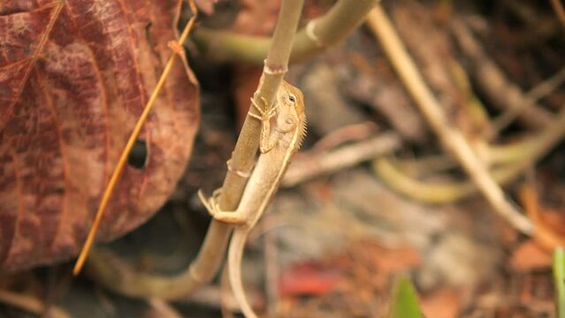 Tropical Oriental Garden Lizard aslo known as Calotes Versicolor 4K Slow Motion Asian Wild Life Concept Footage, Thailand.