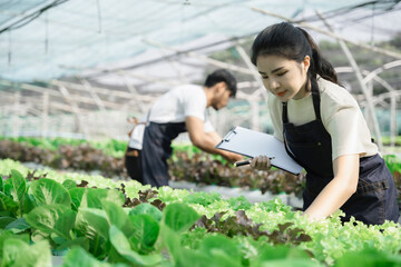 Asian farmer using hand holding tablet and organic vegetables hydroponic in greenhouse plantation. hydroponic salad vegetable garden owner working. Smart farming.
