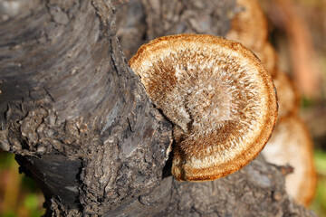 Mushroom of Hexagonia, Polyporaceae. Poroid fungi, grows on the trunk of a rotten tree. The genus has a widespread distribution, especially in tropical regions. Macro shoot in nature