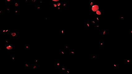 Red rose petals falling on alpha background in 4K