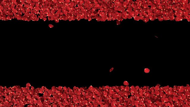 Red rose petals blowing transition reveal on alpha background