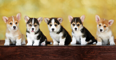 cute group photo of pembroke welsh corgi puppies	