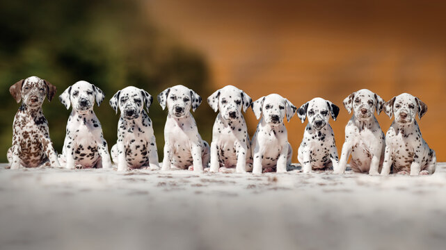 cute group photo of Dalmatian puppies on an orange background	