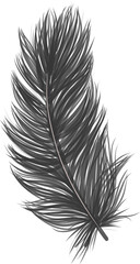 Bird feather isolated. Fluffy feather.