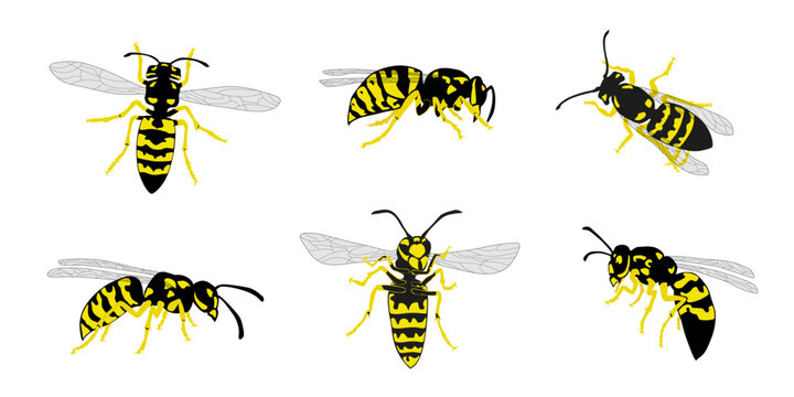 various wasp