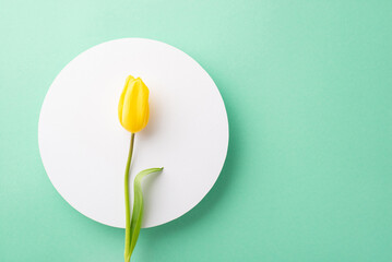 Mother's Day concept. Top view photo of yellow tulip over white circle on isolated teal background
