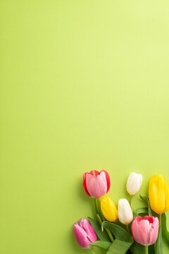 Fototapeta Mother's Day concept. Top view vertical photo of bunch of spring flowers pink yellow and white tulips on isolated light green background with blank space