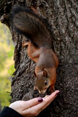 squirrel eating nut