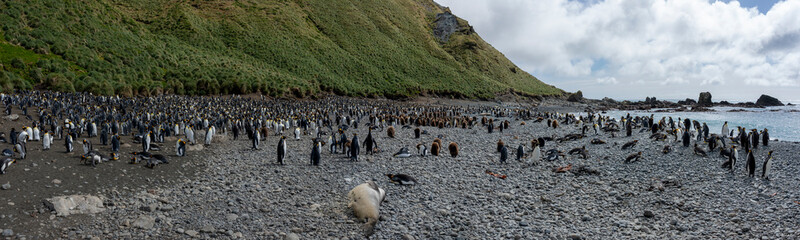 View from the King penguins colony at Sandy bay, Macquarie Islsnd, Australia.