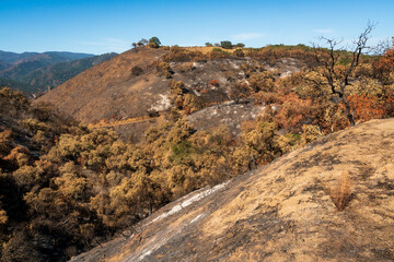 Damage from Forest Fire at Las Padres National Forest