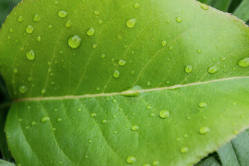 Water drops on leaves ,  macro, nature background . 