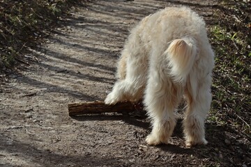Goldendoodle mit großem Stock.