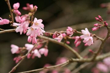 枝垂れ桜