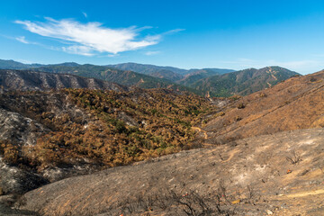 Damage from Forest Fire at Las Padres National Forest