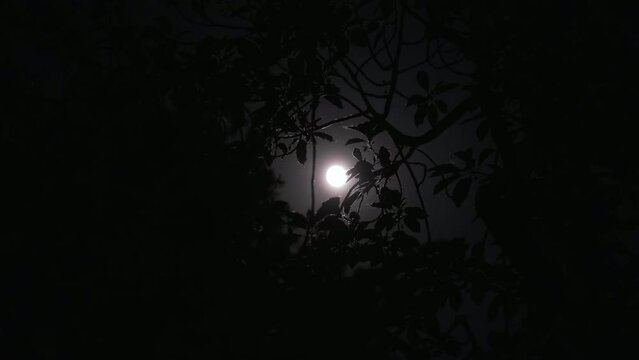 Scary full moon at night through trees and leaves.