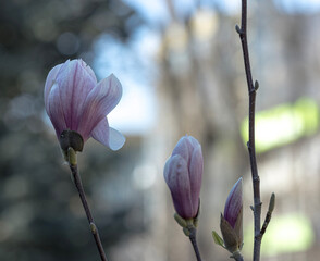 The magnolia tree is a stunning spectacle to behold, from its tightly-coiled buds to its full,...