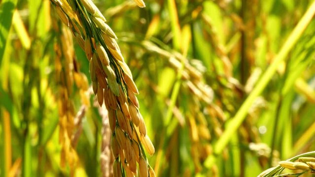 Rice plant, ripe paddy , asian rice in the field.
