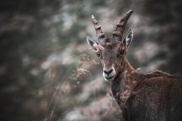 close up of an ibex in the mountais