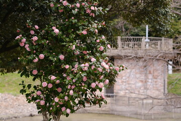 沢山の花をつけたツバキの木