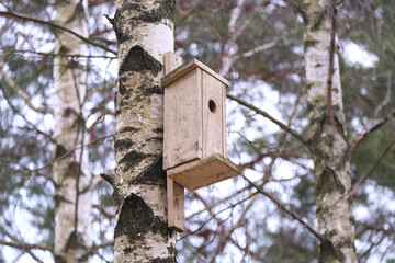 Beige birdhouse on a birch