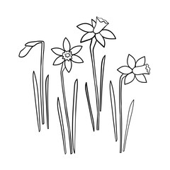 Fototapeta na wymiar Outline set illustration of daffodilіs, the first spring flowers