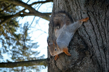 squirrel on tree