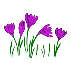 Colorful illustration of crocus, first spring flowers