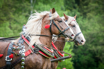 Obraz premium Two heavy horses