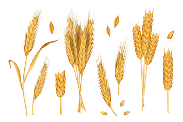 Wheat ears. Whole spike 3d grains. Gold autumn straw, spikelet, rye stem and sheaf, organic harvest. Agriculture farm elements, bread packaging, decorative objects. Vector realistic set