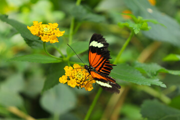 Plain Tiger Butterfly on top of a Orange and Yellow Flowers in a Nature