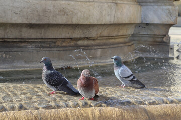 3 Doves Relaxing on a Water Fountain in a Sunny Day