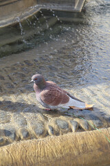 A Maroon Pigeon Playing in a Water Fountain  on a Sunny Day Relaxing and Having Fun
