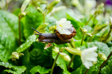 snail on leaf and flower
