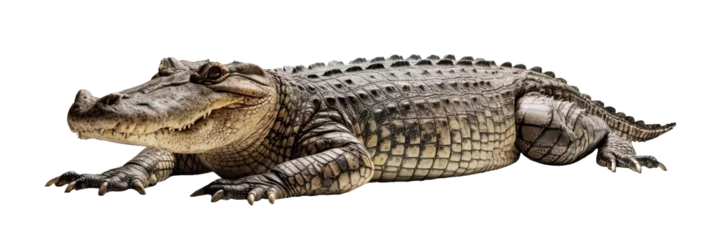 Fototapeten A crocodile isolated on transparent background - Generative AI © comicsans