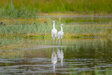 Two Eurasian Spoonbills standing near a pond